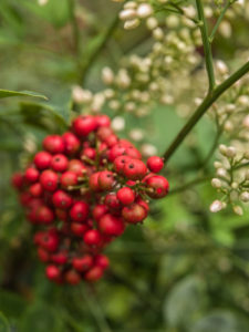 A cluster of red holly berries growing on a tree.