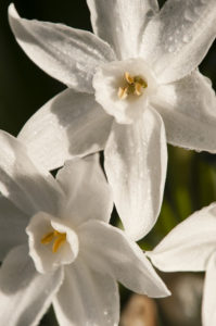 Narcissus tazetta, paperwhite, bunch-flowered daffodil, chinese sacred lily, cream joss flower, polyanthus, perennial ornamental plant.