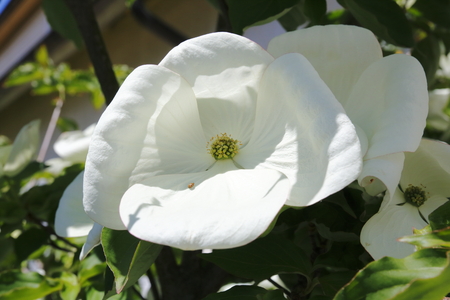 White dogwoods, cornus venus, blossom