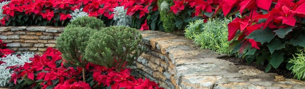 Add Container Gardens To Lend That Festive Look To Your Home