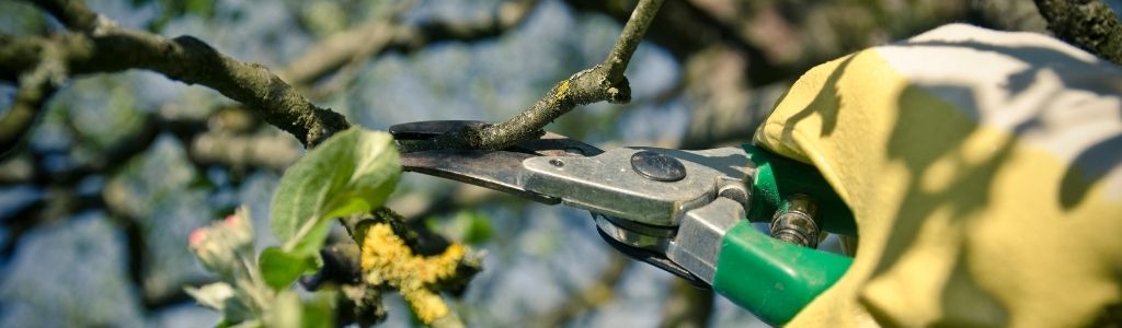 Why Do Your Trees Need Summer Pruning?
