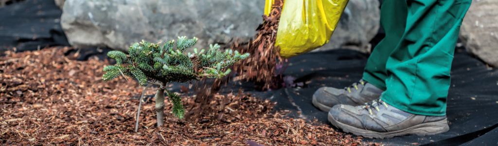 5 winter landscaping tips for your plants to survive the cold